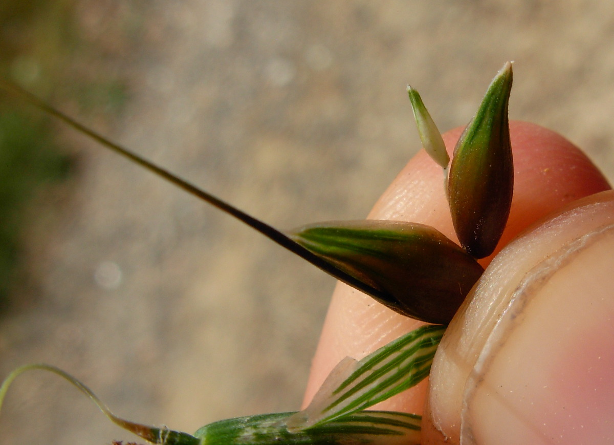 Avena sativa L. / Avena comune